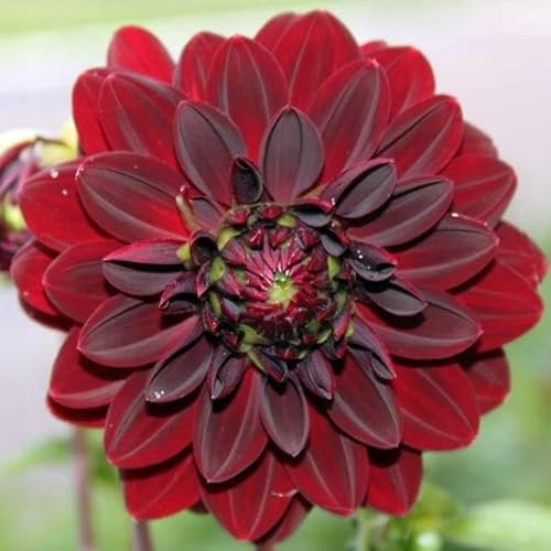 Dahlien Knollen Pompone Kaktusdahlie Schmuckdahlie Collarete Dwarf Viele Sorte und Farbe zur Auswahl (Arabian Night)