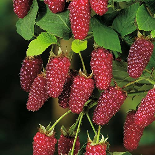 GARTEN SCHLÜTER® Him-Brombeere 'Buckingham Tayberry®'