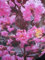 Lagerstroemia indica Rhapsody in Pink - Chinesische Kräuselmyrte - 30-40cm