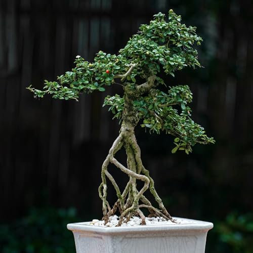 150 Pcs Bonsai Fukientee Samen - Bäume Kaufen Plants, Geschenk Garten (Carmona Microphylla) Geschenke Winterharte Pflanzen, Grünpflanzen Zimmerpflanzen Zimmerpflanzen Samen, Biosaatgut