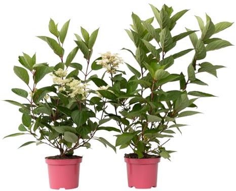 Plant in a Box - Hydrangea paniculata 'Early Harry' - Set de 2 - Hortensia - Blanc - Arbuste Caduc Fort et Résistant à l'Hiver - Pot 19cm - Hauteur 25-40 cm