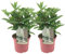Plant in a Box - Hortensia Early Harry - 2x - Hortensia - Arbusto Deciduo Fuerte y Resistente al Invierno - Maceta 19cm - Altura 25-40 cm