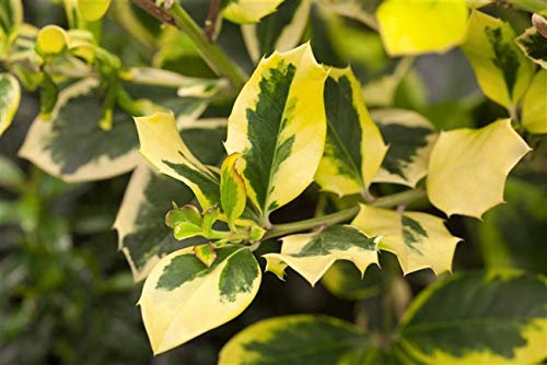 Gelbbunte Stechpalme Ilex altaclerensis 'Golden King' im Topf gewachsen ca. 30-40cm