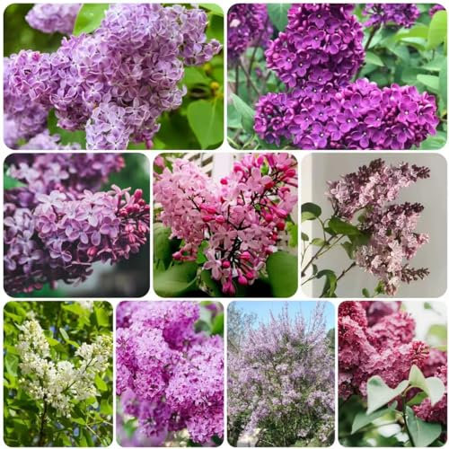 550 pezzi semi decorativi lilla - piante in vaso resistenti Syzygium aromaticum, decorazione floreale semi di fiori estivi balcone fiori decorativi prato piante da giardino fiore di mezzogio