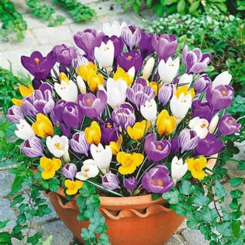 Krokus zwiebeln,Winterhart Mehrjährig,krautige Stauden,verschönern die Umwelt und haben einen hohen Zierwert,leichter Duft,für den Garten geeignet,duftend,krokusse 500 stück.-5zwiebeln-E