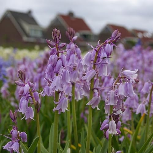 Natural Bulbs Spanisches Hasenglöckchen Rosa - BIO 50 Zwiebeln aus Holland | Rosa Spanisches Hasenglöckchen, die sich jeden Frühling neu erfindet