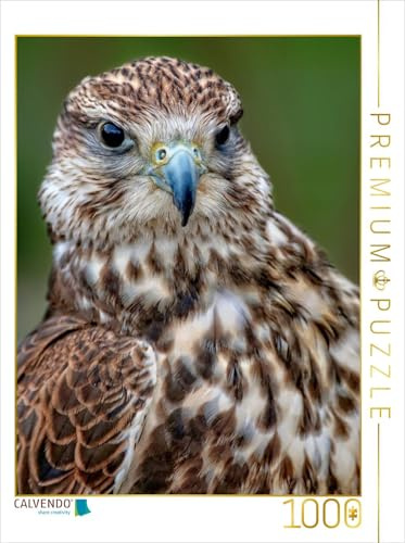CALVENDO Puzzle Falke | 1000 Teile Lege-Größe 48 x 64 cm Foto-Puzzle für glückliche Stunden