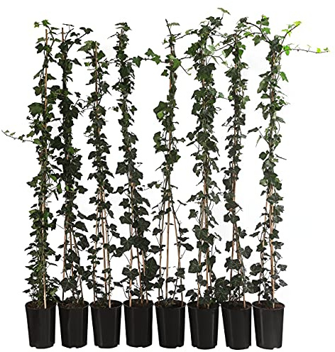 Dehner Großblättriger Efeu Hibernica, 2 m Hecke, ca. 120 cm, 8 x 3 l Topf | Hedera helix, immergrüne Heckenpflanze, Kletterpflanze, für sonnige bis schattige Standorte