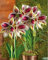 2 Piezas Bulbos De Amarilis Perennes Precioso Patio Reflorante Balcón Decoración Exótica Flor De Hipeastro Bombilla Para La Venta