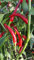 Chili Thai Dragon 10 Samen