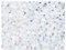 600 cuentas de cristal checas facetadas, redondas, 3 mm, cristal AB