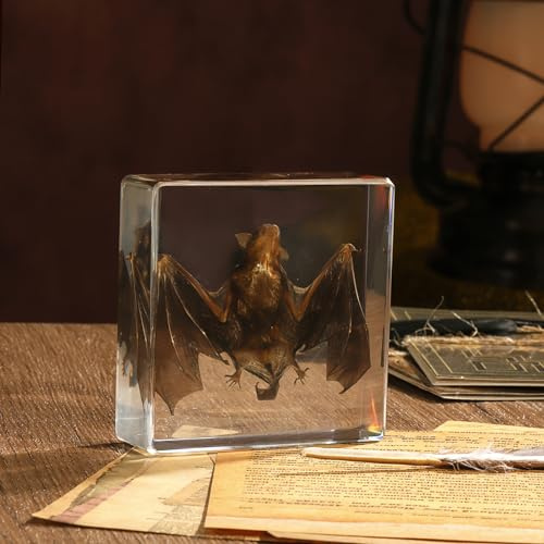 Racchette per tassidermia, esemplari di pipistrello, in resina, per scienza, aule, scienza, educazione, ottimo regalo per gli appassionati di preparazione, teschi di animali, curiosità