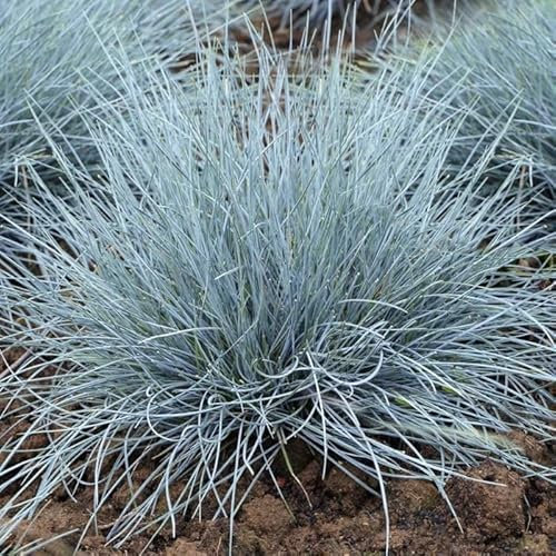 Festuca glauca 'Elijah Blue', 5 Stück, Blauschwingel Ziergras, Winterhart, Bodendecker, 1L Topf,
