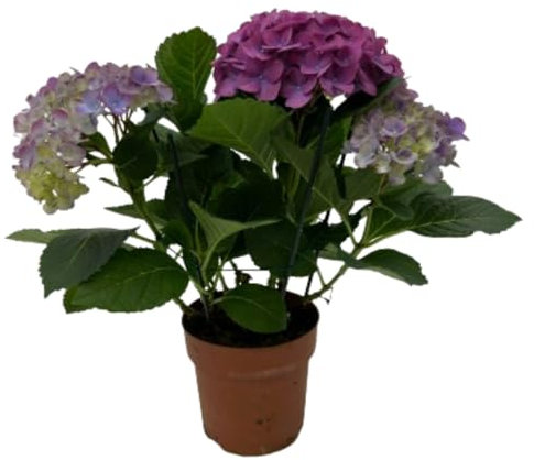 Verdecora Hortensia en maceta de 13cm | Planta natural de interior o exterior con flor | Popular de primavera | Gran valor decorativo | Colores variados