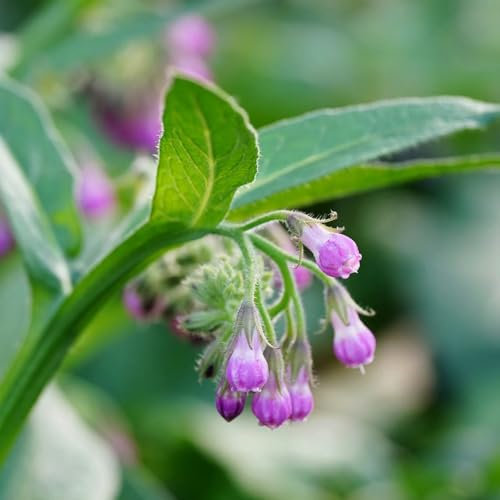 500 Pc Acquista Semi Di Consolida Maggiore - Symphytum Officinale - Semi Biologici, Arbusti Resistenti, Semi Di Fiori Di Campo Perenni Resistenti, Veri Semi Di Consolida Maggiore,