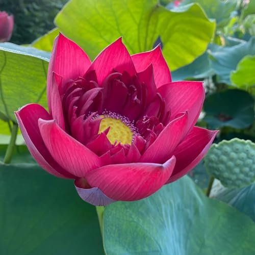 30 pcs Lotus Samen Bloom Pflanzenkübel Mini Garten Teichpflanzen Winterhart Lotus Samen Bonsai, Wiesenblumen Samen, Balkonpflanzen Winterhart Pflanztopf Blumen Geschenk Bienenwiese