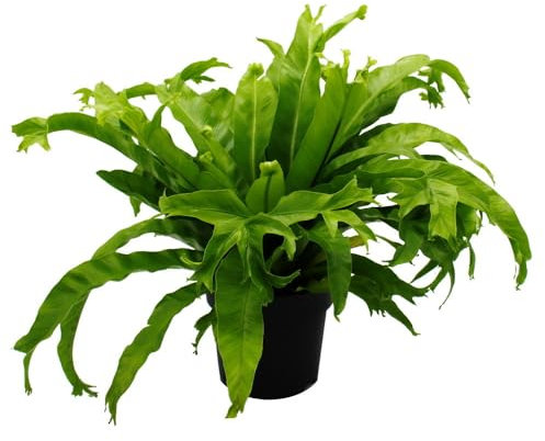 Asplenium nidus Chrissie - Variedades especiales de helecho para habitación - helecho nido - maceta de 17 cm - aprox. 30-40 cm de alto