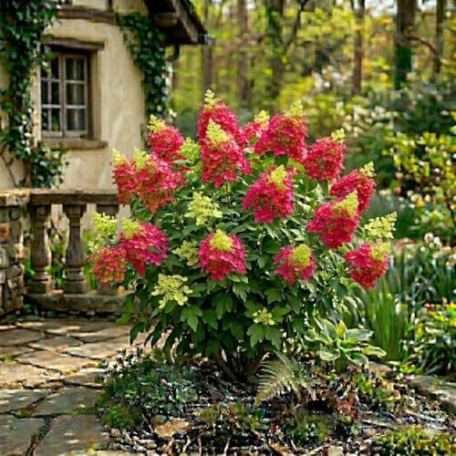 Rispenhortensie Magical Fire Hydrangea paniculata Farbwechsel winterhart P9 | Mehrjährig, Große Blütenrispen, Weiß Rosa Rot, Lange Blütezeit, Pflegeleicht, Zierstrauch, Sonne Bis Halbschatten