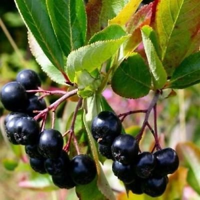 Semi Nero Chokeberry Bush (Aronia melanocarpa) 60 + Semi