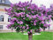vegherb Français Lilas Arbuste, Syringa Vulgaris, 100 graines