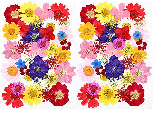MWOOT 70 Pezzi Fiori Pressati Secchi per Fabbricazione Arte Pendente Gioielli della Resina Fatta Mano della Candela, Decorazione Floreale Petali Margherita Bianchi Rosa Gialli Rossi (Confezione da 2)