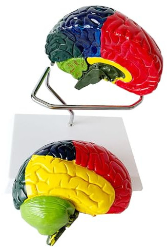 LKYLVEE Menschliches Gehirnmodell - Farbcodiertes Partitioniertes Gehirnmodell - Anatomisch genaues Gehirnmodell Lebensgröße,Multi Colored,20cm