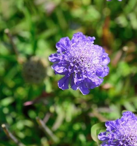 Kaukasus Skabiose Blauer Atlas - Scabiosa caucasica - lebende Gartenpflanze aus den Baumschulen