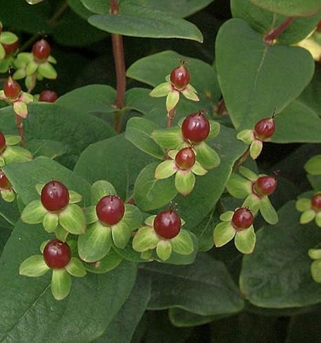 Johanniskraut Miracle Marvel 30-40cm - Hypericum - lebende Gartenpflanze aus den Baumschulen