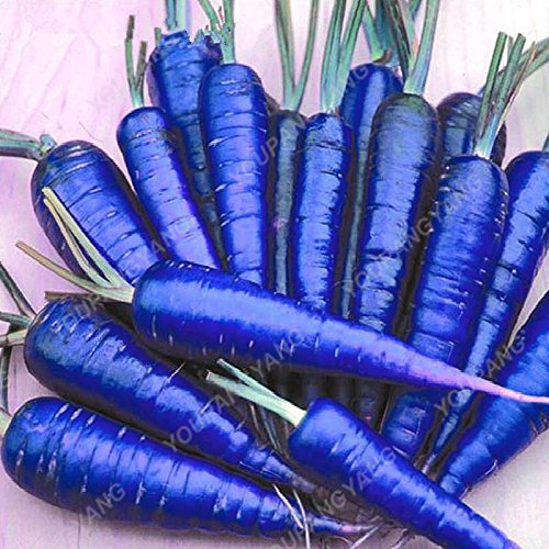 100 Samen/Packung Karottensamen Blau Gelb Rettichsamen Gemüse Pflanzen Garten Männer loseweight Gesundheit Obst und Gemüse Lebensmittel Samen Schwarz