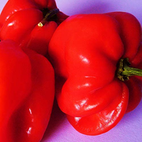 15 Seeds of Chili Pepper Scotch Bonnet Red