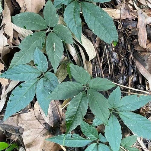 jiaogulansamen wildkräuter jiaogulan bio küchenkräuter, seltene kräutergarten kräuterpflanzen 550pcs