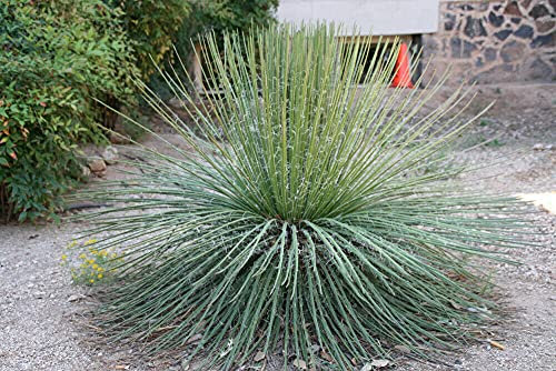 Agave Geminiflora Agave a fiore doppio 5 semi freschi:Semi