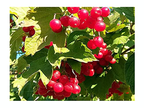 Guelder Rose, European Cranberry, Viburnum opulus, Scented, Flowering and Fruiting Shrub, Rarely Offered, Great for UK Climate, 12-15cm Plant in an 8cm Pot