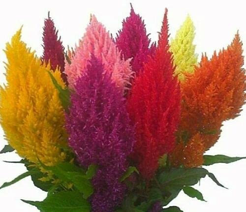 500 Seeds of Cockscomb Pampas Plume Mixture