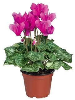 Flor Natural Cyclamen Planta de Invierno con Flores Mix Color