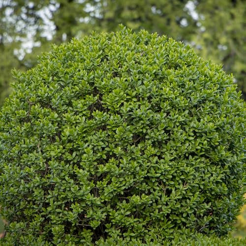 semi di ligustro semi di piante semi di alberi semi di fiori di piante verdi semi di piante d'appartamento semi di erbe aromatiche piante da balcone piante in contenitore per il 250pcs
