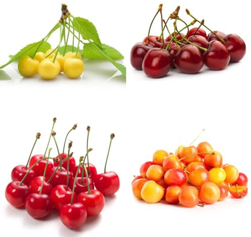 kirschbaum samen, säulenobst balkonpflanzen, hecken sträucher kirsch samen, obst samen, gartendeko für draußen baumsamen, pflanzen für sonnige plätze topfpflanzen draußen winterhart 20pcs