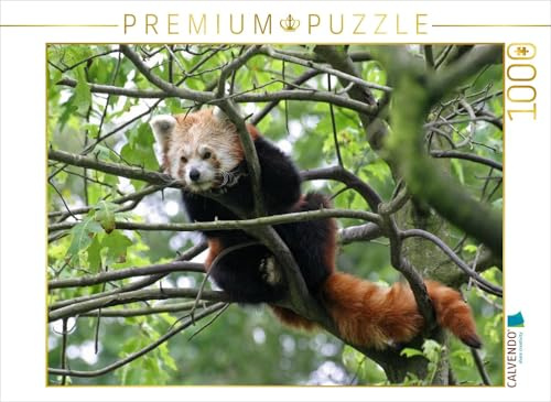 CALVENDO Puzzle Kleiner Panda | 1000 Teile Lege-Größe 64 x 48 cm Foto-Puzzle für glückliche Stunden