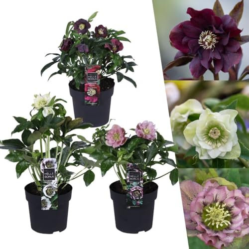 Plants by Frank | 3er Set Christrosen Besonderheiten Mix | 3x Helleborus orientalis | 14 cm Ø | 25 cm | Winterharte Christrosenpflanzen | Gartenpflanzen | Herbstpflanzen