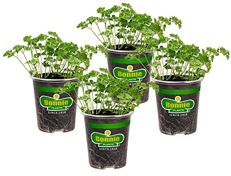 Bonnie Plants Curled Parsley Live Herb Plants - 4 Pack, Biennial, Non-GMO, Garnish, Seasoning, Salads, Palate Cleanser