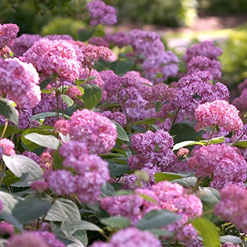 Thompson & Morgan Hardy Perennial Hydrangea Arborescens ‘Pink Annabelle’ Deciduous Flowering Shrub, Potted Garden Plants Ideal for Cottage Gardens, Patio and Containers (1 x 10 Litre Pot)