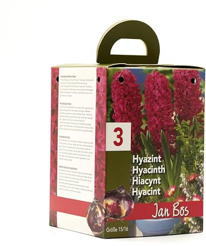 Pink Hyacinth Gift Box | Jan Bos | Complete Growing Kit with 3 Pink Hyacinth Bulbs | Bee-Friendly | Ideal Present for Any Occasion | Easy to Grow Indoors