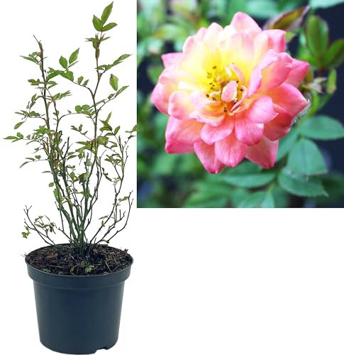 Rose mehrfarbig 1 Stück | Bodendeckerrose Rosa the Fairy Intragarten im Topf gewachsen Rosenbusch