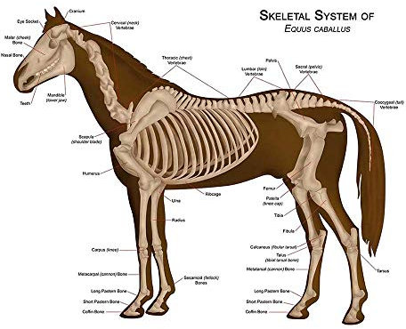 Wee Blue Coo Animals Skeleton Bones Horse Anatomy Art Print Poster Wall Decor 12X16 Inch