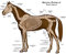 Wee Blue Coo Animals Skeleton Bones Horse Anatomy Art Print Poster Wall Decor 12X16 Inch