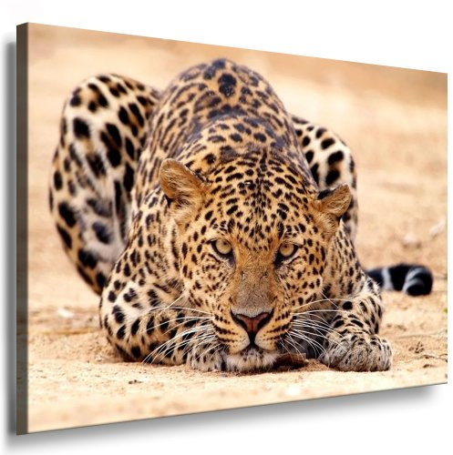 Julia-Art - Bilder Leopard Leinwand mit Keilrahmen 100 x 70 cm Leinwandbild XXL Wandbild Tiere Kunstdrucke Tierwelten Bild Wanddesign Wanddekoration c-642v-208