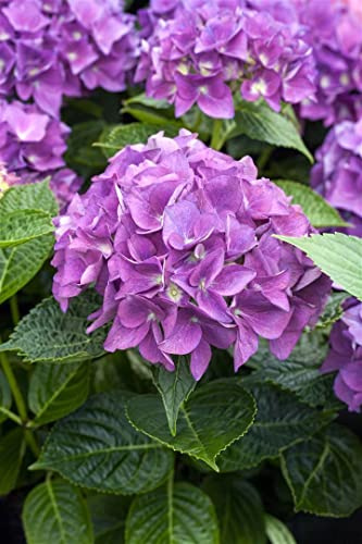 Bauernhortensie Hydrangea macrophylla Hobergine 30-40 cm winterhart | Üppige Blüten in Aubergine, ideal für Beet und Kübel, halbschattiger Standort, robust und langlebig