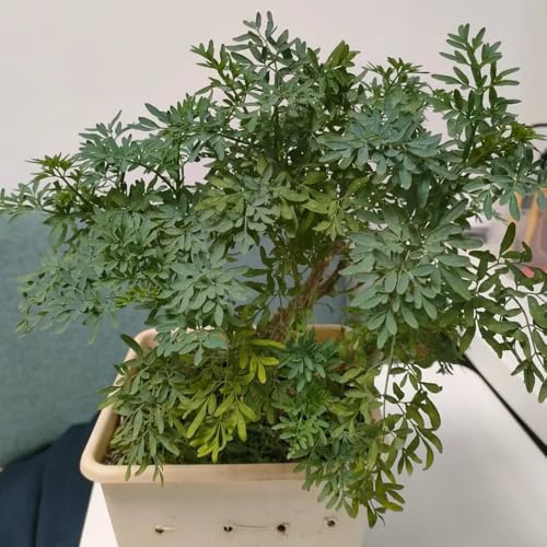 semi di ruta, semi di selvatiche Ruta graveolens, biologici per giardino di da balcone resistenti giardino 100pcs