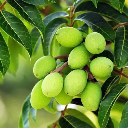 30 pcs olivenbaum samen stämmchen winterhart olive tree samen olivenbaum kaufen samen anzucht mediterrane pflanzen balkonpflanzen winterhart geschenk winterharte pflanzen olivenbaum