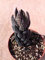 Portal Cool Haworthia Reinwardtii In Ariocarpus Cactus Copiapoa Aztekium Kakteen:Seeds Only